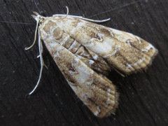 Elophila turbata
