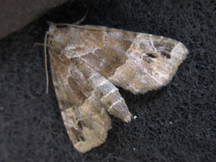 Niphonyx segregata