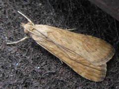 Nomophila noctuella