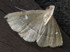 Cidariplura gladiata