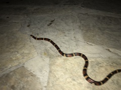 Lampropeltis annulata