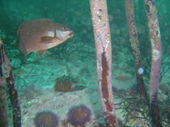 Chirodactylus brachydactylus