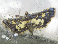Eurrhyparodes bracteolalis