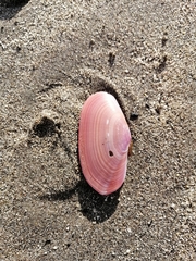 Gari lineolata