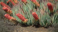 Aloe claviflora