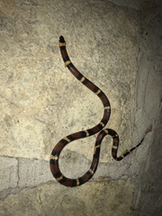 Lampropeltis annulata