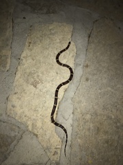 Lampropeltis annulata