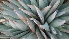 Aloe claviflora