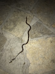 Lampropeltis annulata