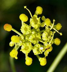 Afrosciadium magalismontanum