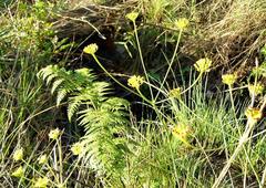 Afrosciadium magalismontanum
