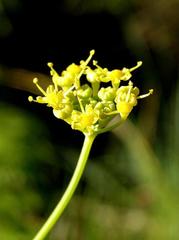 Afrosciadium magalismontanum