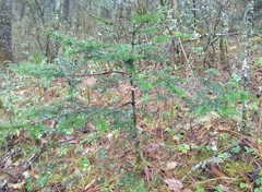 Abies hickelii