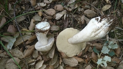 Boletus edulis albus