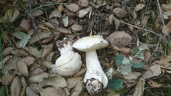 Boletus edulis albus