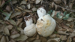 Boletus edulis albus