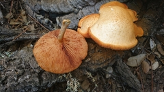 Gymnopilus suberis