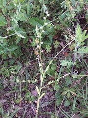 Myosotis verna