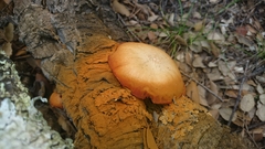 Gymnopilus suberis