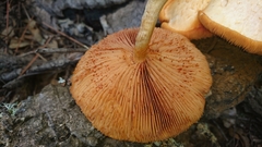 Gymnopilus suberis