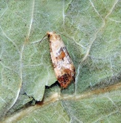 Neocochylis hybridella