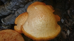 Gymnopilus suberis
