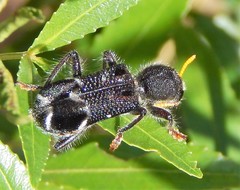 Trogodendron fasciculatum