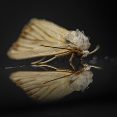 Eulithosia hoffmanni