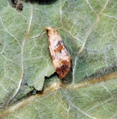 Neocochylis hybridella