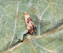 Neocochylis hybridella