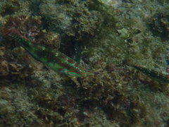 Halichoeres margaritaceus