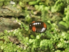 Stethotrypes raffrayi