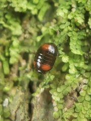 Stethotrypes raffrayi