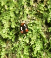 Stethotrypes raffrayi