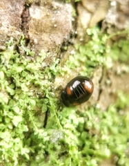 Stethotrypes raffrayi