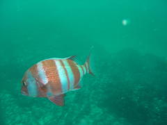 Chrysoblephus gibbiceps