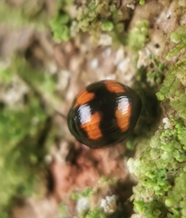 Stethotrypes raffrayi