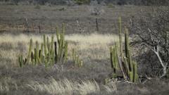 Trichocereus spachianus