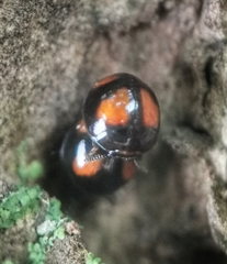 Stethotrypes raffrayi