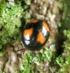 Stethotrypes raffrayi