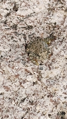 Hyla arenicolor