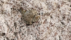 Hyla arenicolor