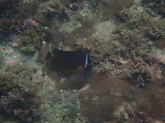 Chaetodon auripes