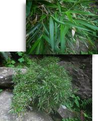 Bergbambos tessellata