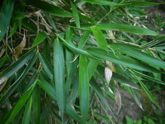 Bergbambos tessellata