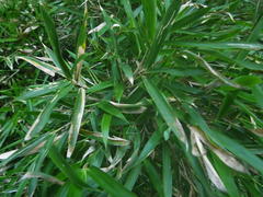 Bergbambos tessellata