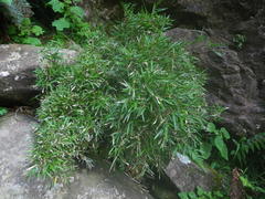 Bergbambos tessellata