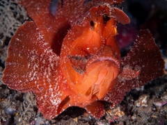 Rhinopias eschmeyeri