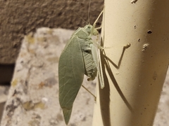 Microcentrum rhombifolium