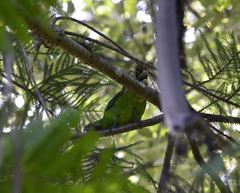 Cyanoramphus cookii